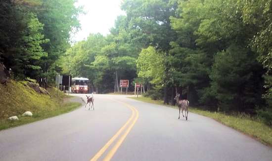 Deer near park exit image